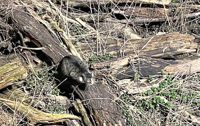 Auf einer Treibgutinsel auf der Lahn direkt vor der alten Lahnbrücke in Limburg saß Kater Teddy fest. Fotos: Feuerwehr Limburg